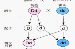 群体反应性抗体实验原理图解大全,解析移植免疫学关键指标