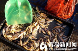 海盐码头有海鲜买吗多少钱一斤,新鲜海货，实惠价格任你挑