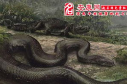 周公解梦梦见蛇,蛇的象征意义与梦境解析